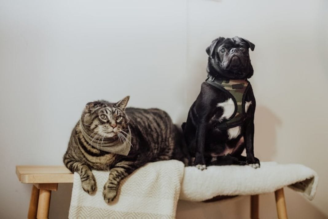 We-transport-dogs-and-cats-Tailored-Pet-Travel