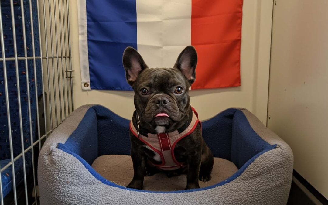 Can a Flat-Faced Dog Travel to Europe at All in August? What Options Are Left When Airlines Say No