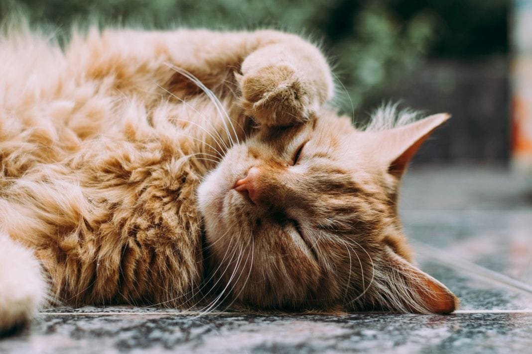 why choose us for cat transport services - Tailored Pet Travel