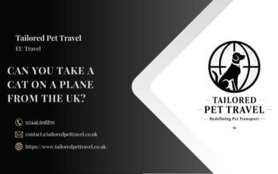 Can You Take a Cat on a Plane from the UK?