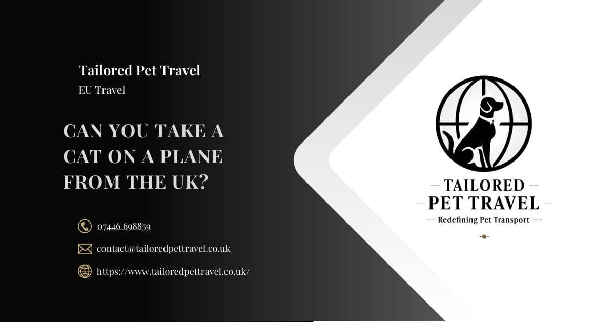 Cat plane travel