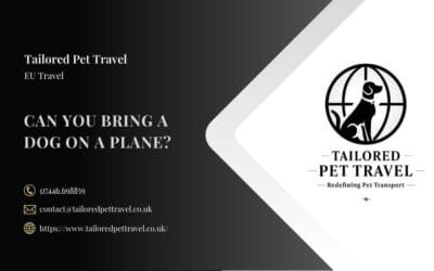 Can You Bring a Dog on a Plane? A Complete Guide for UK Pet Owners