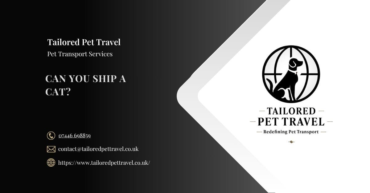 Can You Ship a Cat - Tailored Pet Travel