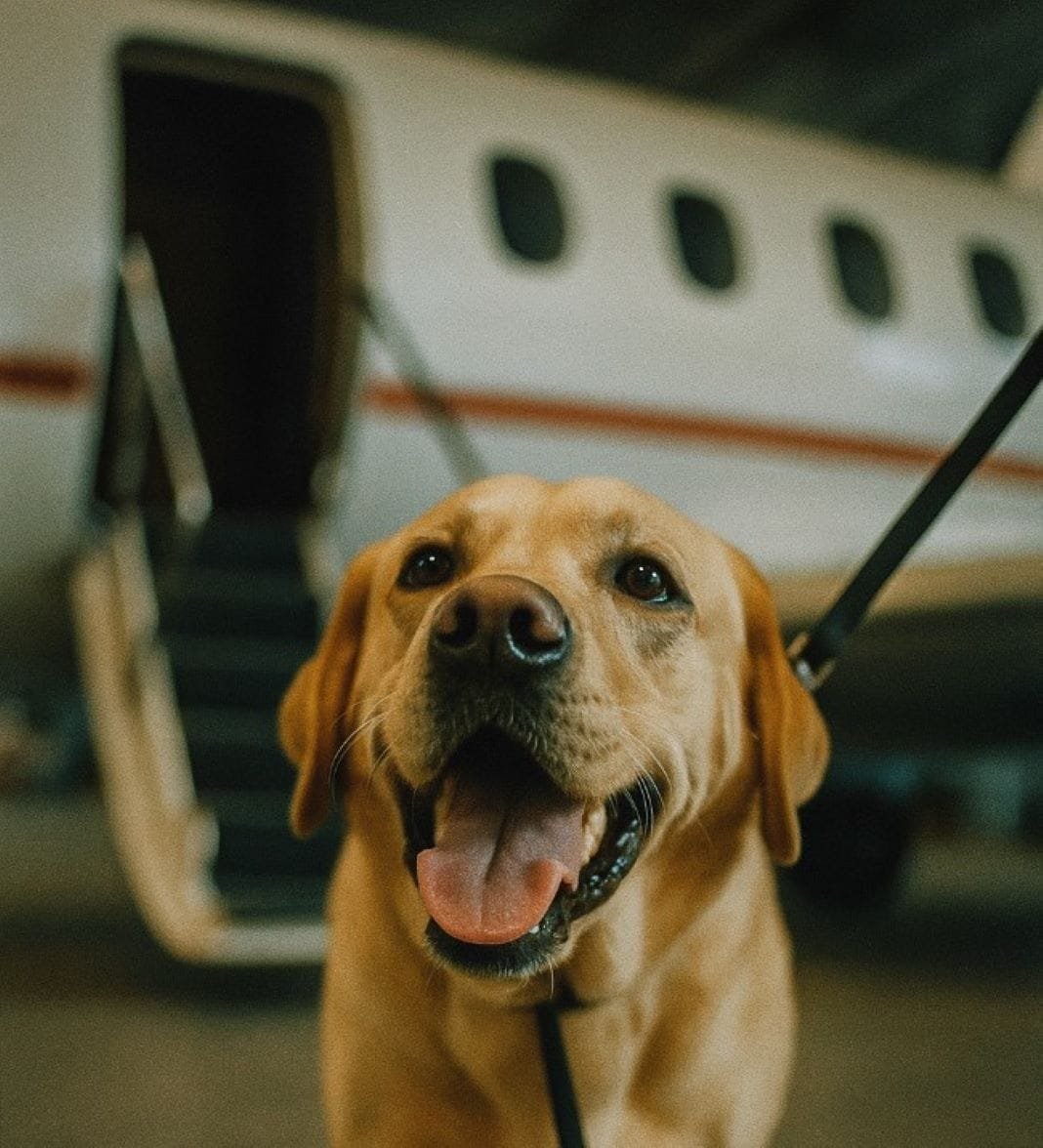 Dog boarding airline