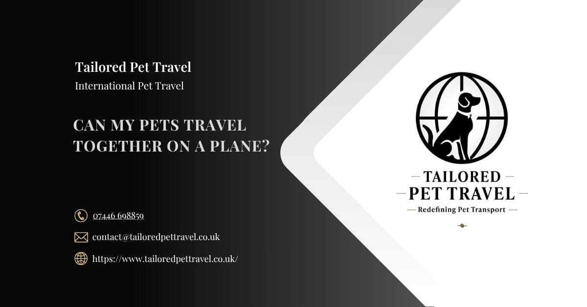 Can My Pets Travel Together On A Plane - Tailored Pet Travel