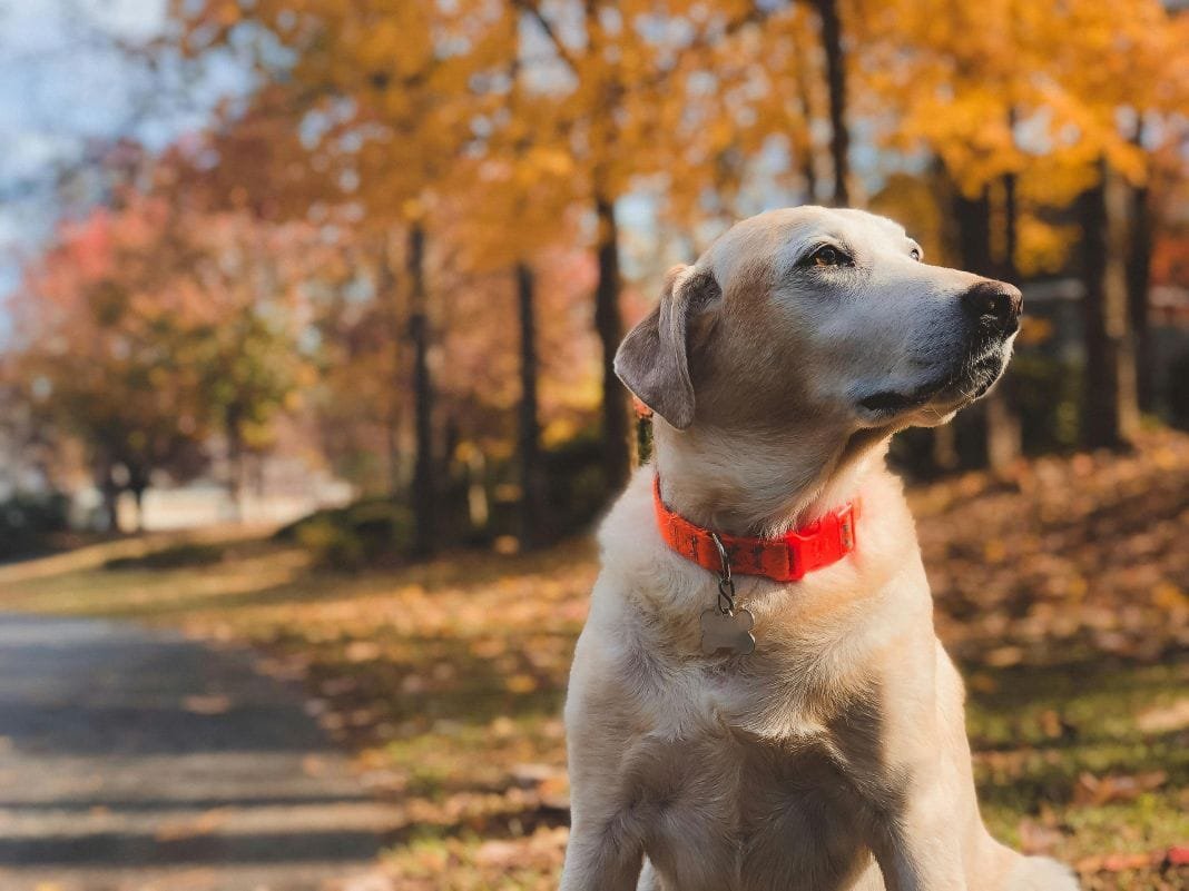 Senior dog outdoors in autumn for caring pet relocation and travel support – Illustrative Image Senior dog outdoors in autumn for caring pet relocation and travel support – Illustrative Image