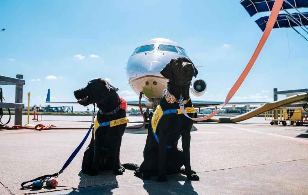 Pet Travel from Heathrow vs Gatwick: Which Airport Is Easier for Flying Your Dog or Cat?