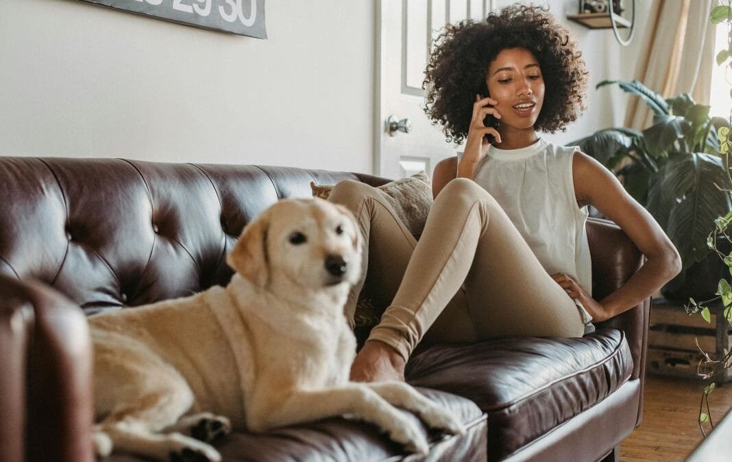 Do you need pet transport for a house move or can you just drive your dog yourself?