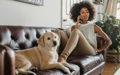 Do you need pet transport for a house move or can you just drive your dog yourself?
