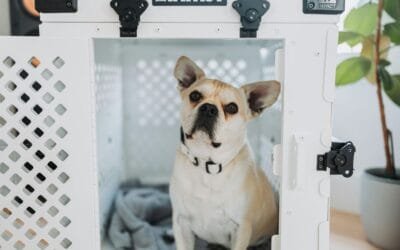 What pet owners get wrong when booking summer travel to Europe with their dog