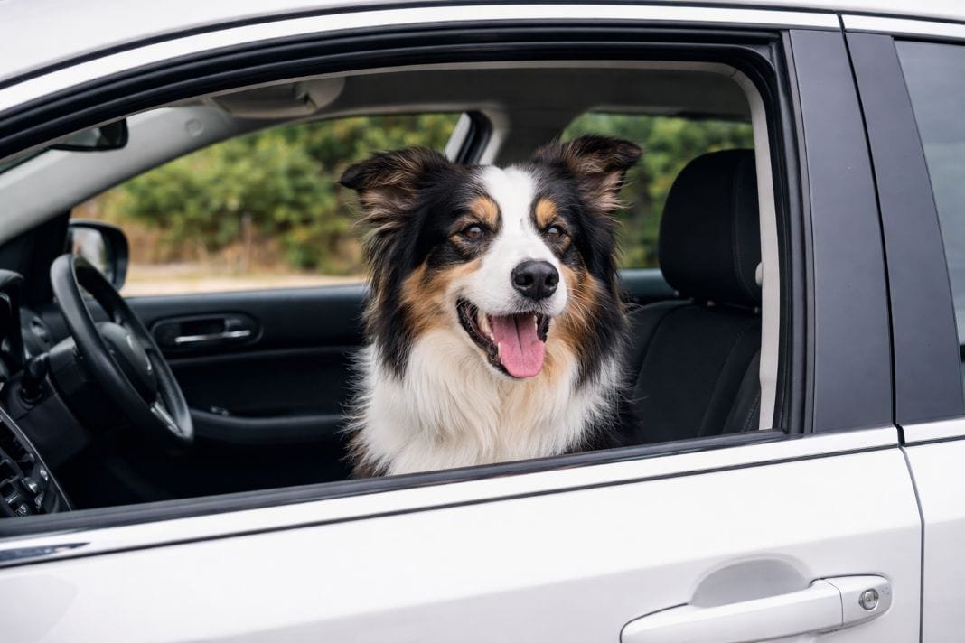 An ai photo of a dog in the passenger seat of a car An ai photo of a dog in the passenger seat of a car