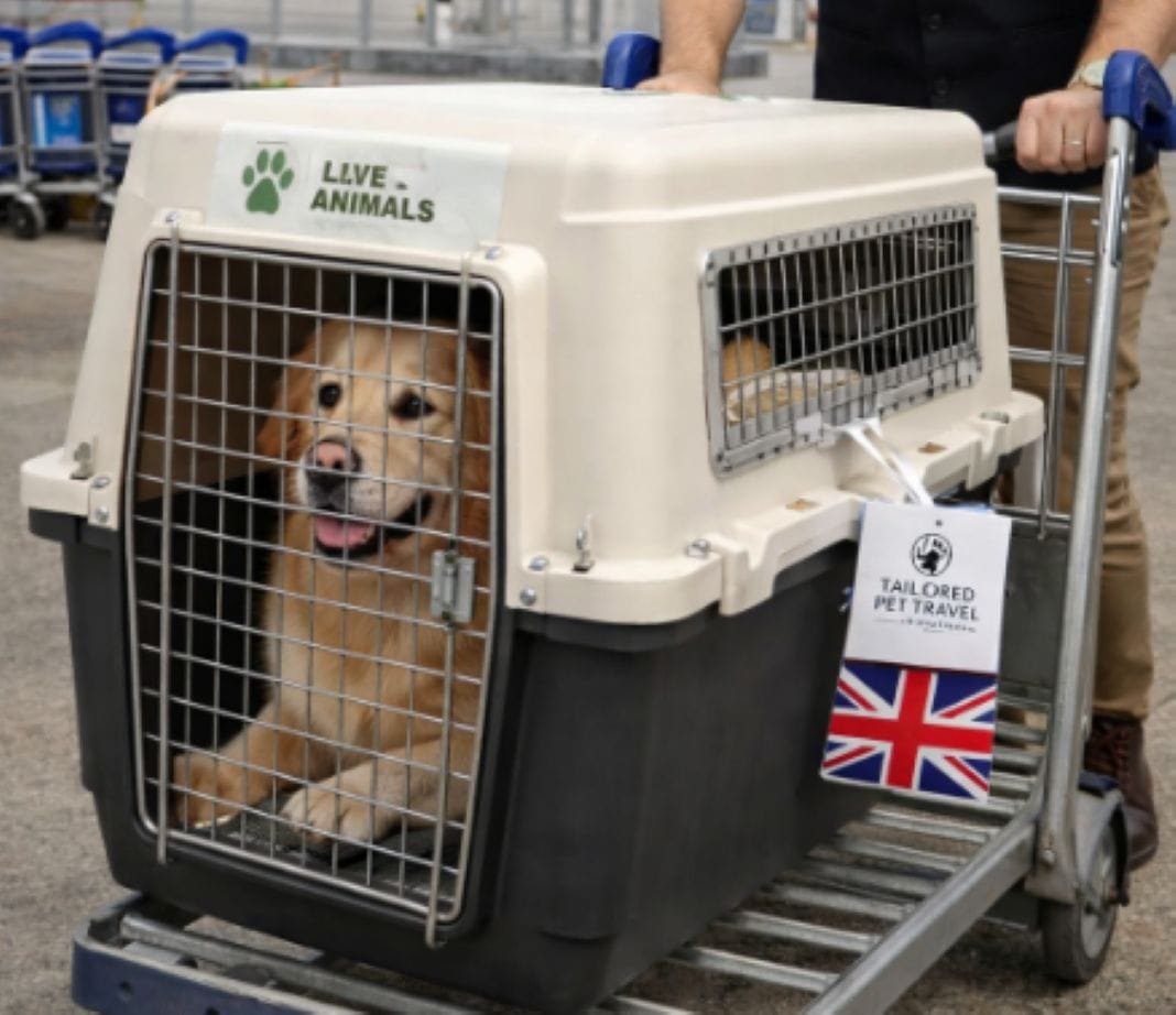 Dog at Gatwick airport - AI photo
