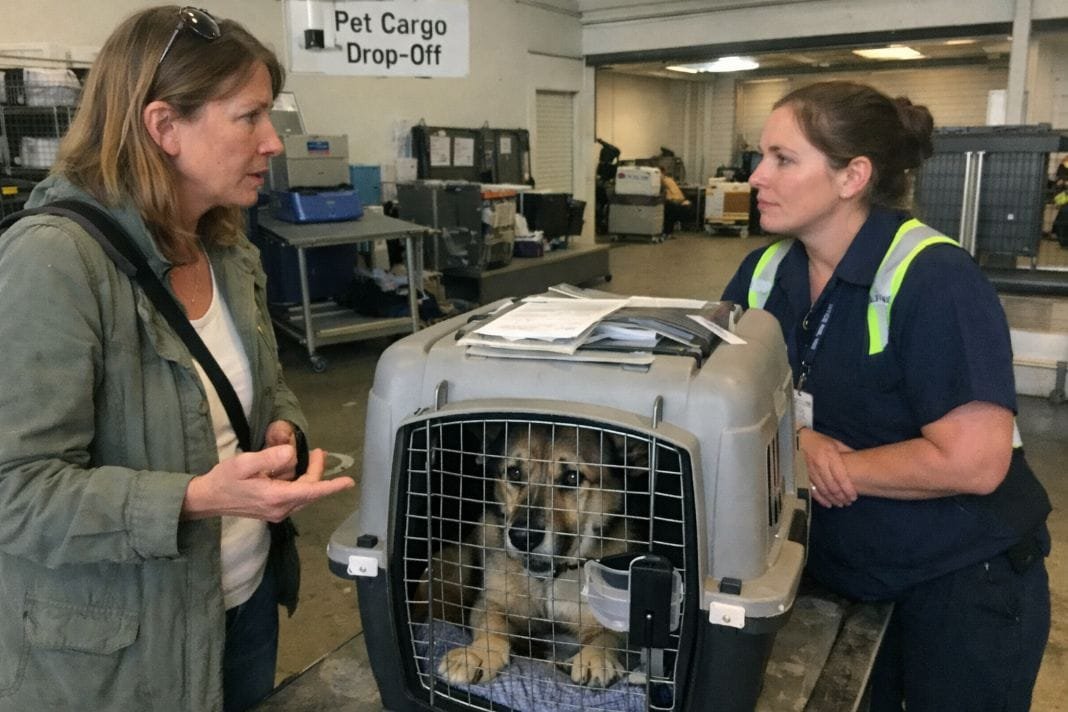 AI image of an airline pet cargo drop-off area with a concerned owner