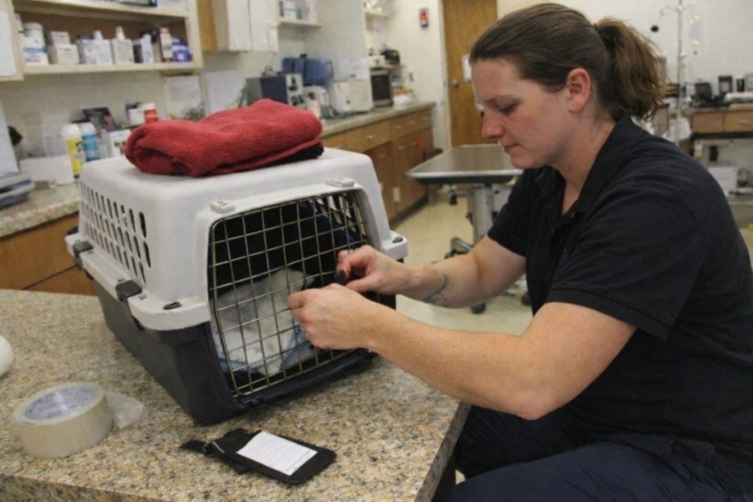 An illustrative image of a animal handler preparing a pet carrier for travel inside a well-lit veterinary clinic