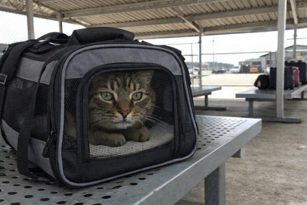 An illustrative image of a cat peering calmly from a secure carrier placed on a bench in a shaded airport An illustrative image of a cat peering calmly from a secure carrier placed on a bench in a shaded airport