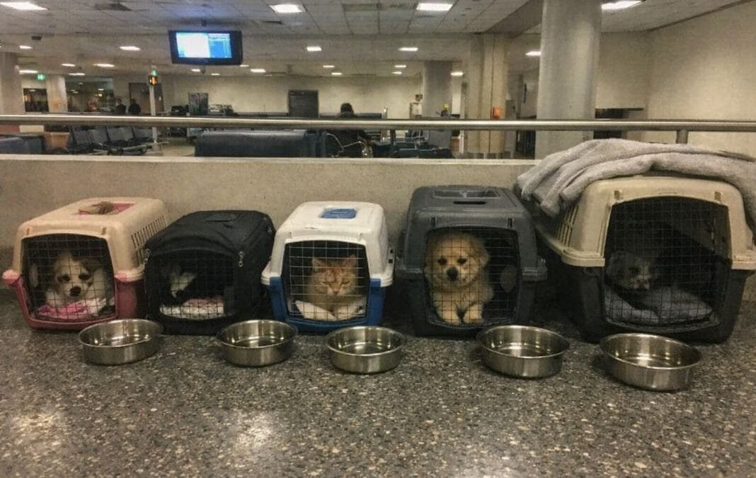 What Happens If a Pet Is Denied Boarding and Who Can Fix It Fast?