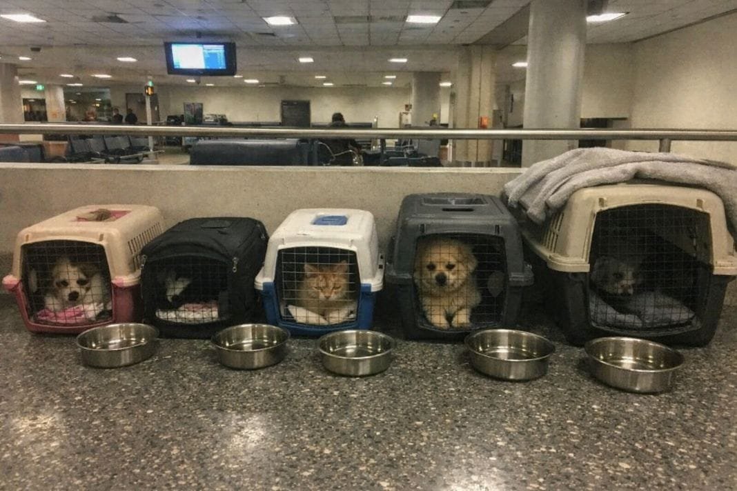 An illustrative image of a holding area where pets rest quietly in individual carriers