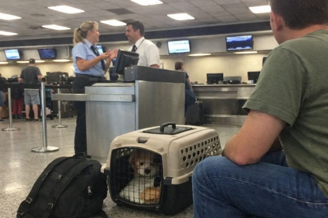 An illustrative image of a moderately busy airport check-in area where a person waits next to a pet in a carrier