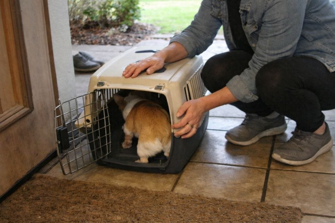An illustrative image of a person gently placing a small dog into a travel crate near the entrance of a home