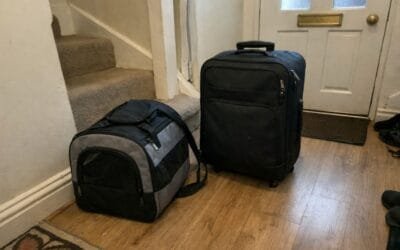 Is It Too Late to Book Professional Pet Transport for My Pet?