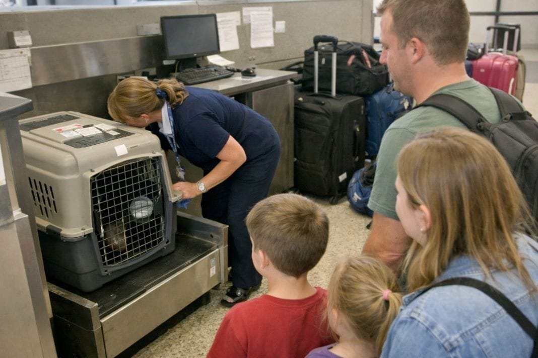 An illustrative image of a pet crate being checked by airline staff at an airport check-in desk