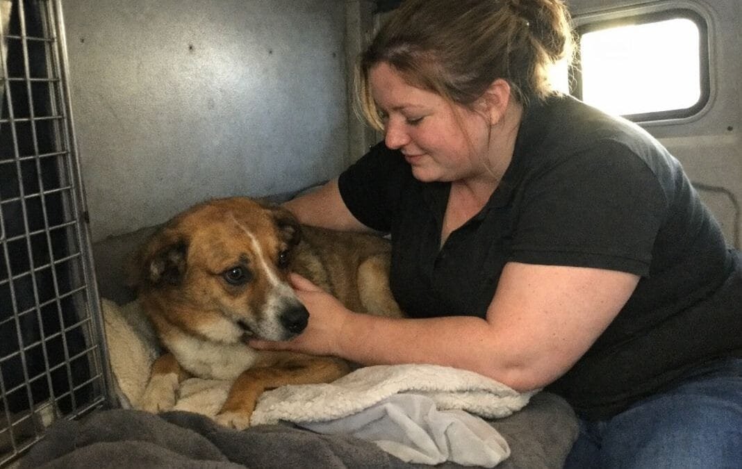 Do Pet Transport Services Help with Nervous or Anxious Animals?