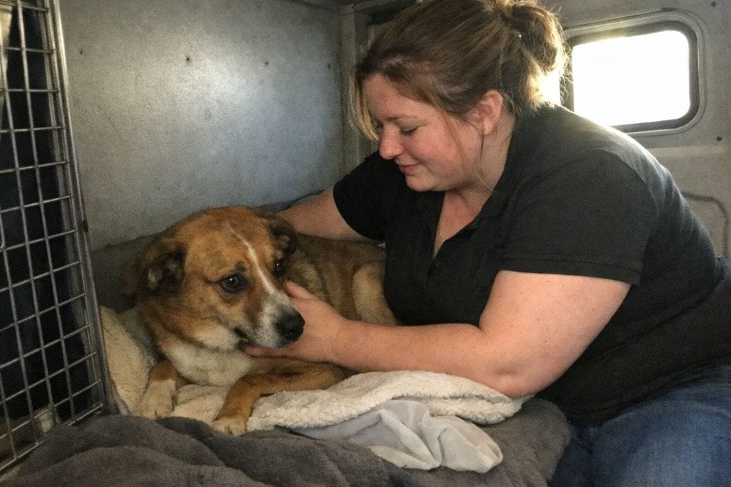 An illustrative image of a pet handler calming a nervous dog inside a pet travel van, with simple bedding