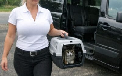 How to travel pets safely when you’re relocating for work