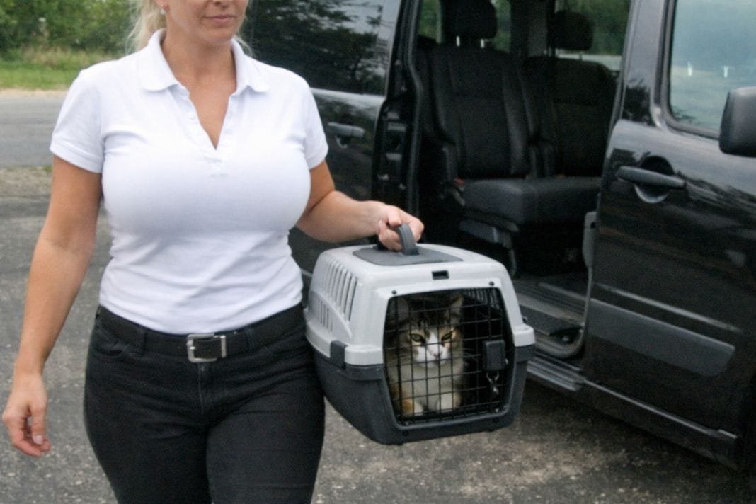 Pet transfer team walking a dog during professional ground transport service - Illustrative Image