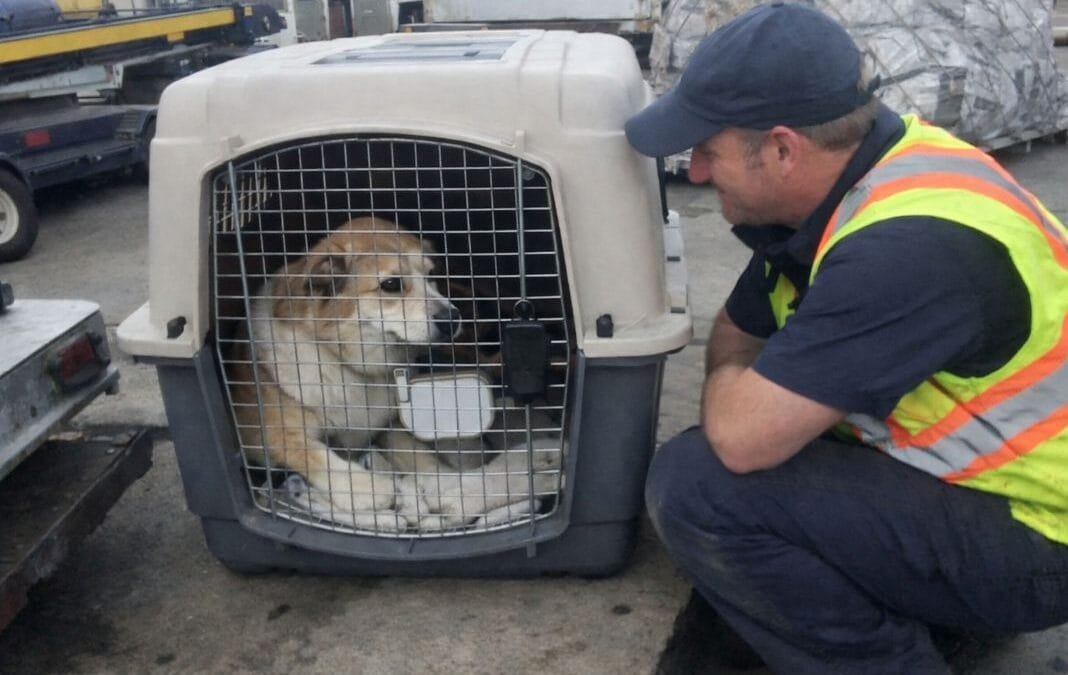 What’s The Safest Route For Pet Travel: Direct Flight or Stopover?