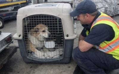 What’s The Safest Route For Pet Travel: Direct Flight or Stopover?