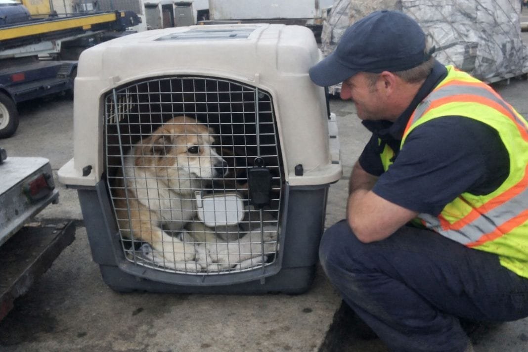 An illustrative image of a pet in a spacious pet travel crate in a cargo loading area