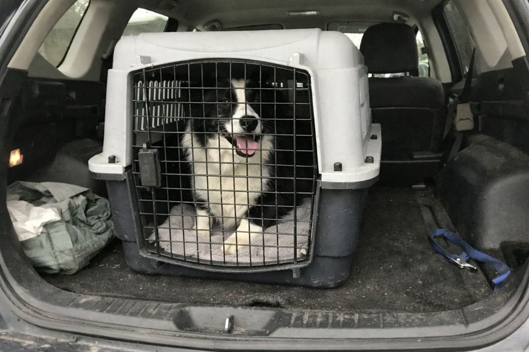 An illustrative image of a pet in a well-ventilated pet travel crate in the back of a vehicle, ready for drop off