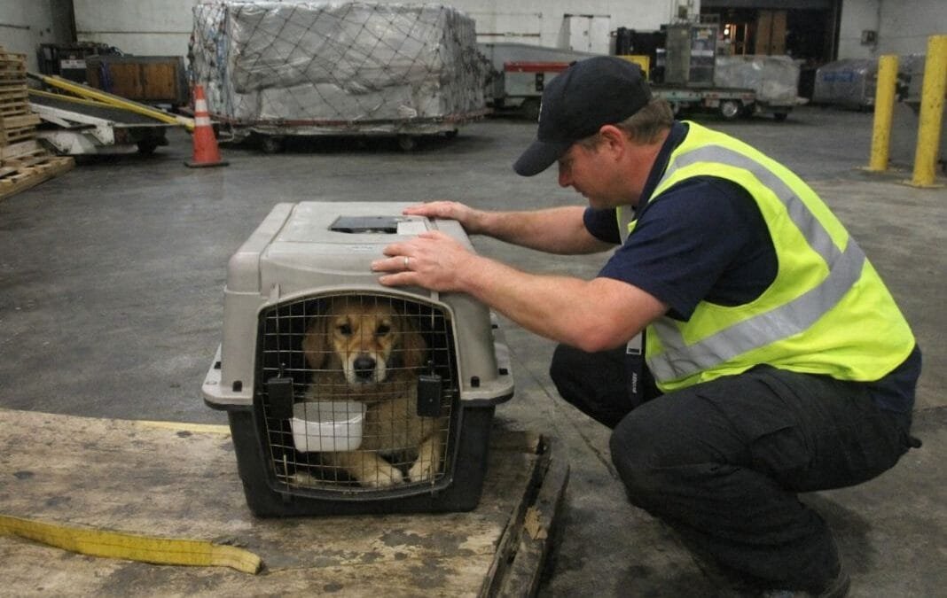 Do Pet Travel Companies Coordinate with Airlines and Border Control?