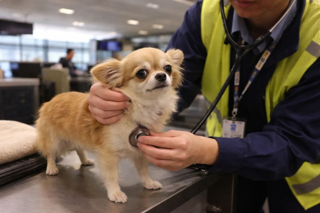 An illustrative image of a small dog receiving a gentle health check from a uniformed handler before air travel