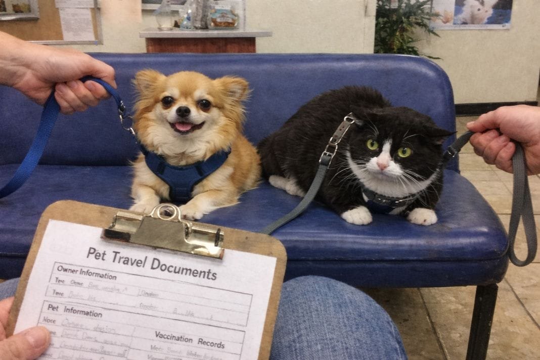 An illustrative image of a vet clinic waiting room with two pets sitting next to each other