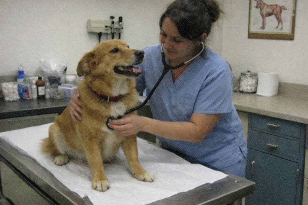 An illustrative image of a vet examining a dog on a table in a modest clinic room, showing care and preparation