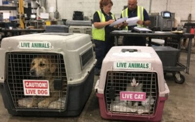Can Pet Travel Companies Handle Multi-Pet International Moves?