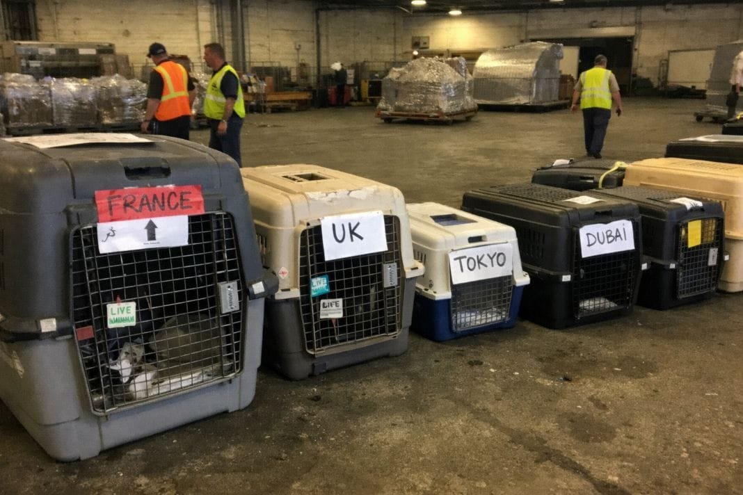 An illustrative image of an airport cargo area showing pet crates lined up, some labelled for international destinations