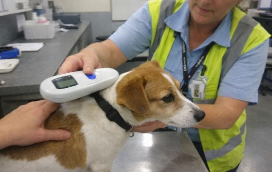 What Happens at Pet Check-in at Heathrow or Gatwick?