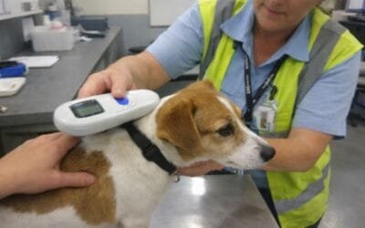 What Happens at Pet Check-in at Heathrow or Gatwick?