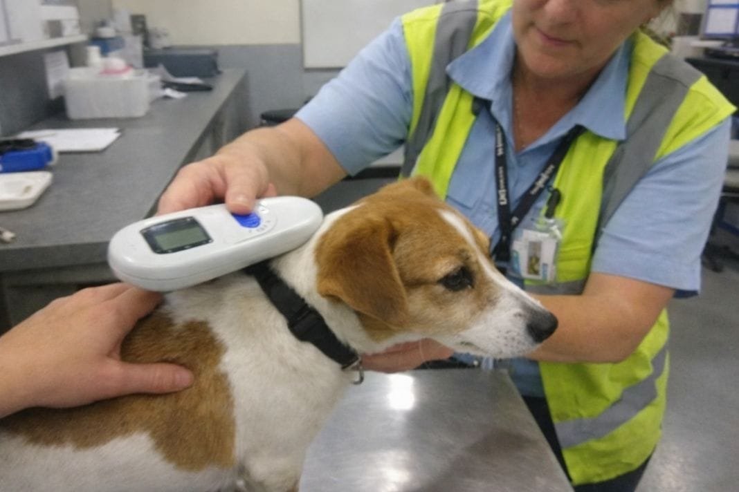 An illustrative image of an airport staff member scanning a dog’s microchip in a clinical but calm environment