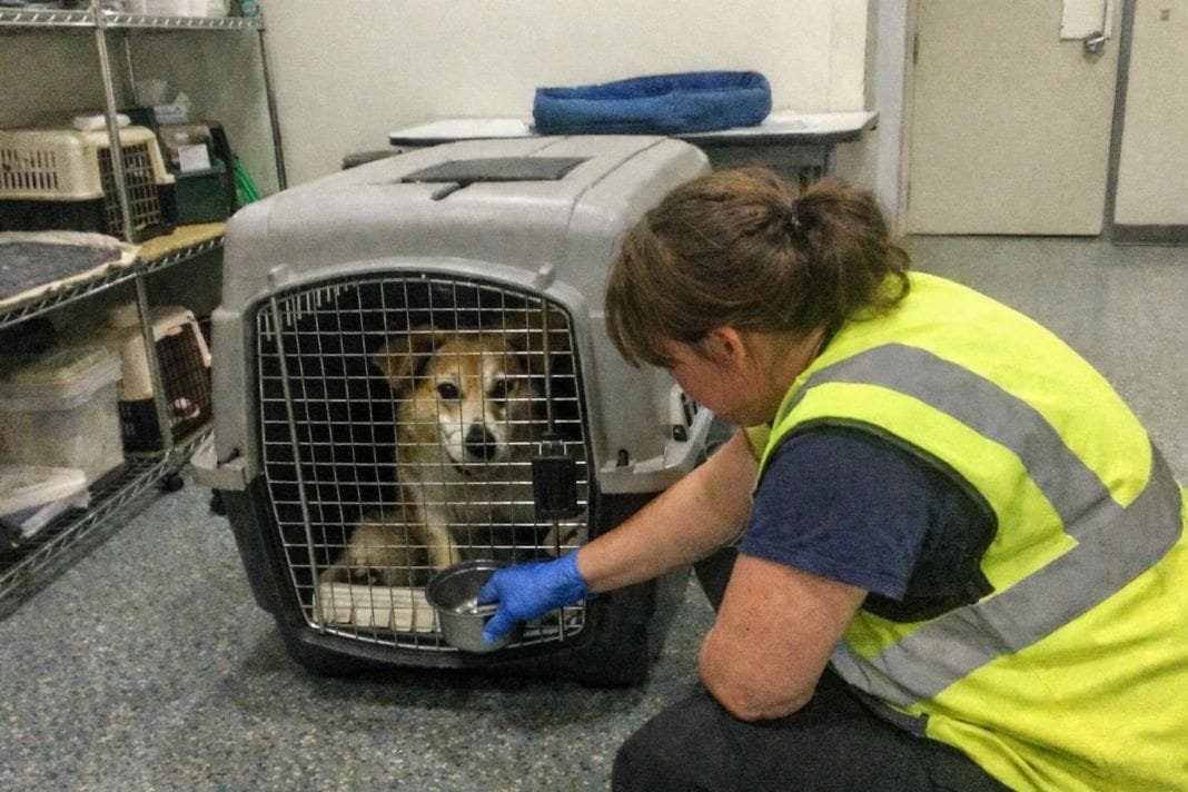 An illustrative image of an animal reception centre room in an airport, showing a pet inside a crate being cared for