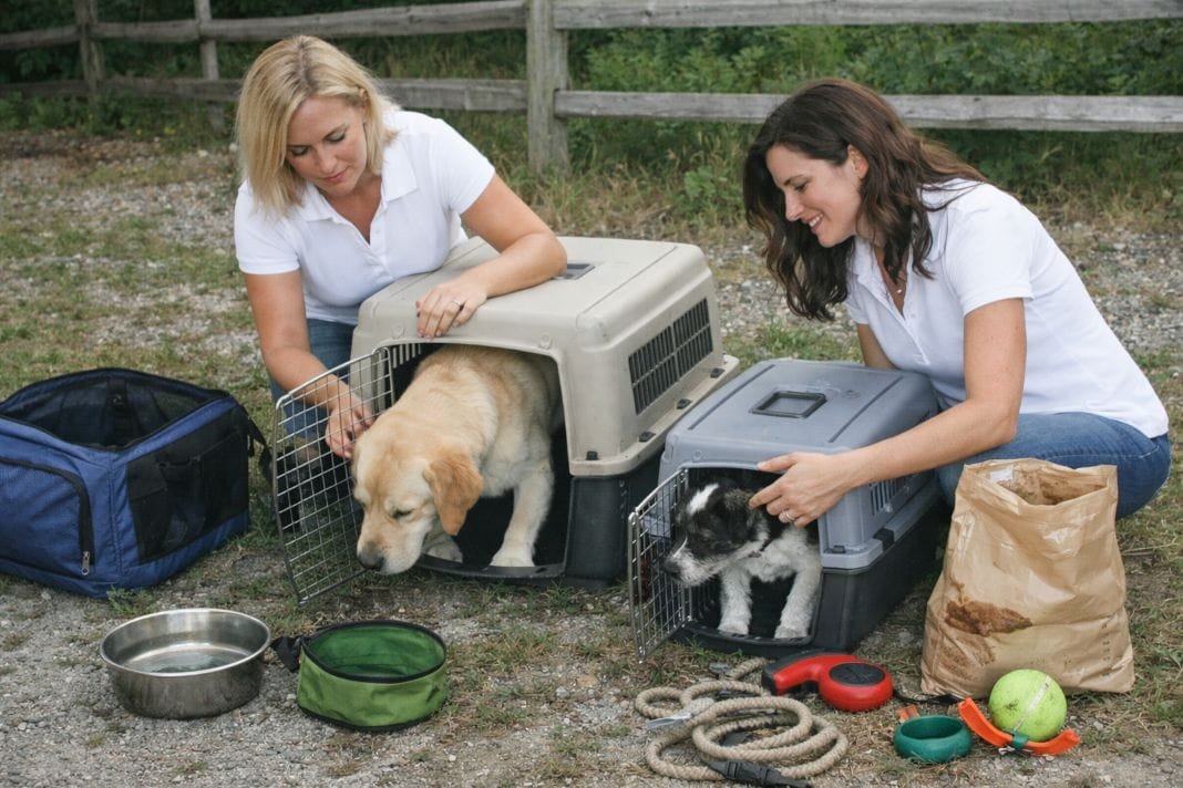 An illustrative image of two pet handlers loading two dogs into separate travel crates outdoors