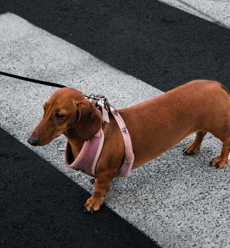 A photo of a sausage dog on a zebra crossing in London
