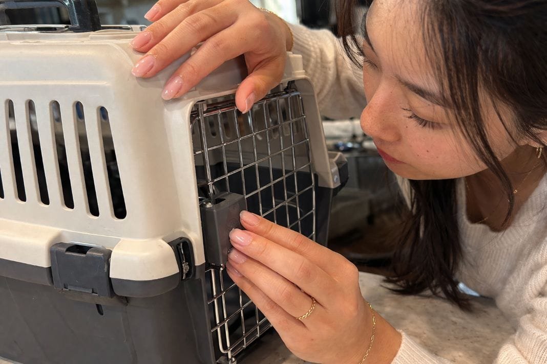 An illustrative image of a person inspecting an empty airline-approved pet crate An illustrative image of a person inspecting an empty airline-approved pet crate