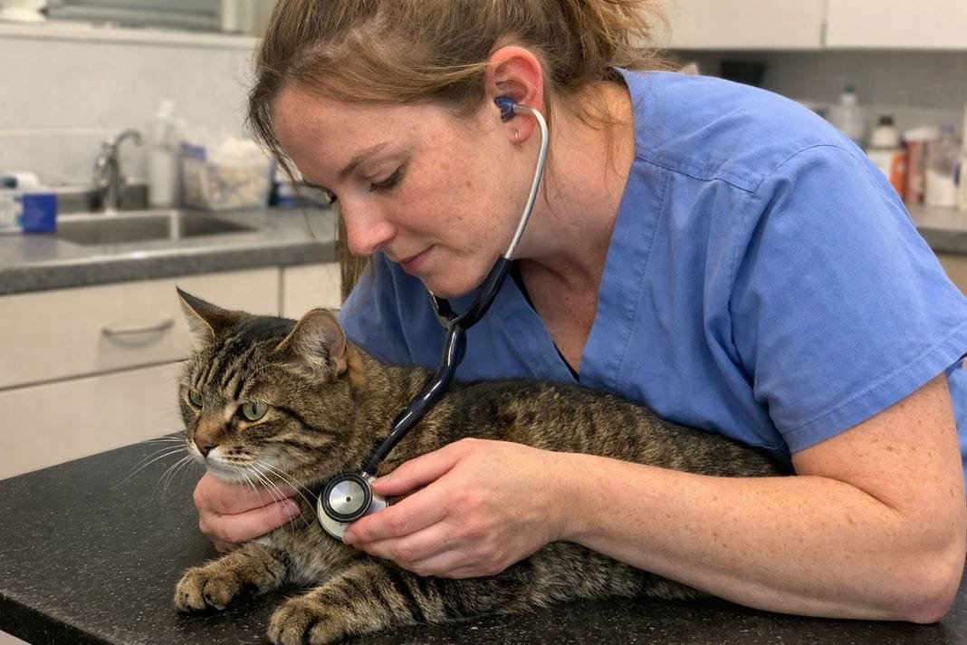 An illustrative image of a veterinary nurse performing a thorough health check on a tabby cat at a clinic An illustrative image of a veterinary nurse performing a thorough health check on a tabby cat at a clinic