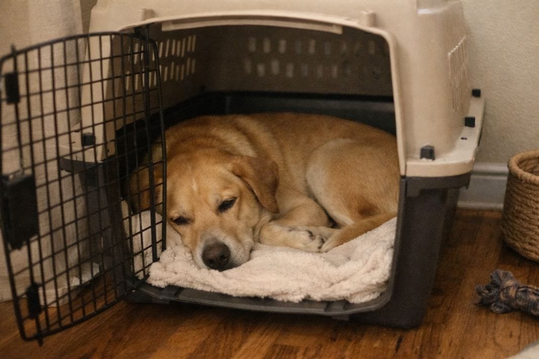 An illustrative image of a dog calmly resting inside a travel crate at home during crate training