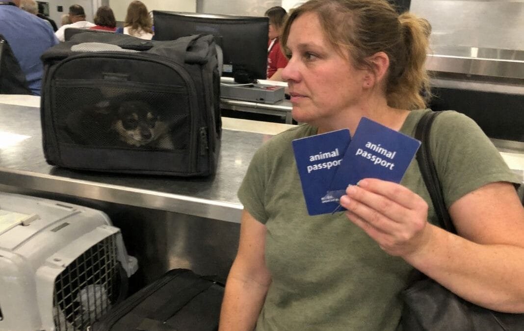 How to travel with two pets on the same itinerary (without surprises)