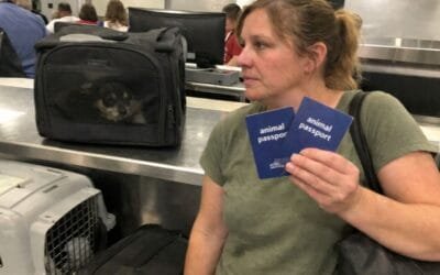 How to travel with two pets on the same itinerary (without surprises)